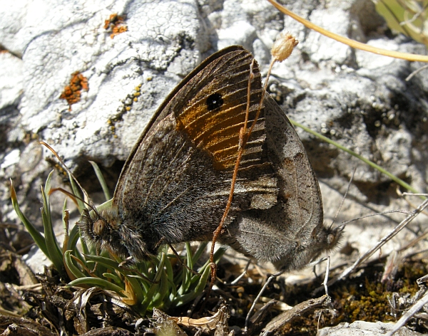 farfalle in accoppiamento